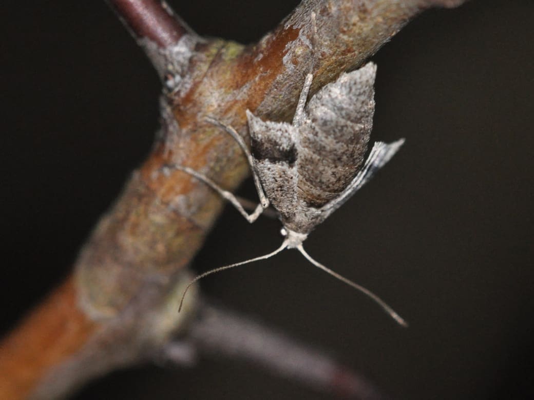 Martin Schepe, vrouwtje